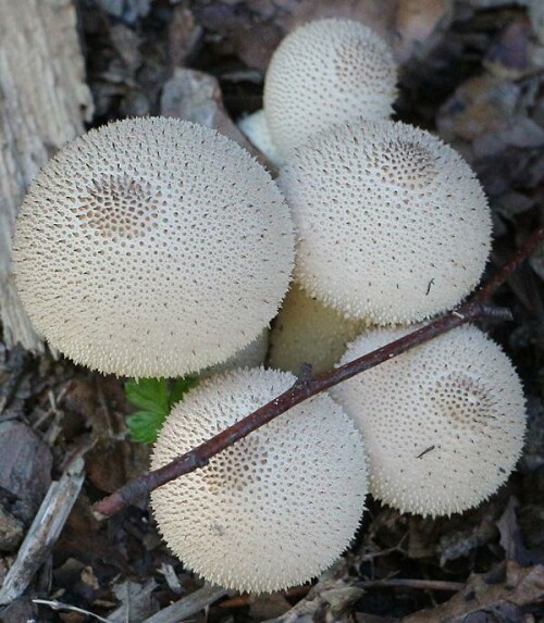 Ein häufige Stäublingsart, die im Herbst auch an Wegrändern gelegentlich angetroffen werden kann.
https://de.wikipedia.org/wiki/Flaschen-Stäubling

Aufnameort: Eiershausen Wegrand Hirschbergwald
Kamera: Canon EOS 700D