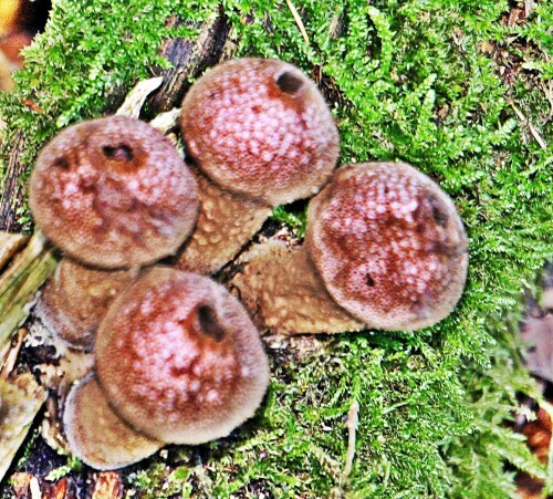 Auch der Flaschenstäubling gehört zu den Champignonverwandten(Agaricaceae).
https://en.wikipedia.org/wiki/Lycoperdon_perlatum

Aufnameort: Eiershausen Hirschbergwald
Kamera: Canon EOS 1300D