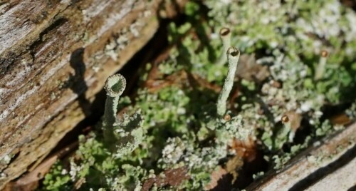 Dieser Flechtenthallus hat eine auffällige Röhrenstruktur, und wirft durch die tief stehende Sonne sogar einen Schatten.

Aufnameort: Altenrath
Kamera: Sony Alpha 7/II