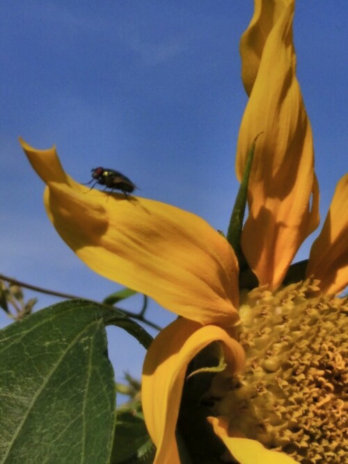 fliege-auf-sonnenblume-25847.jpeg