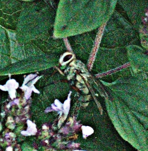 fliege-coenosia-attenuata-stein-1903-29291.jpeg