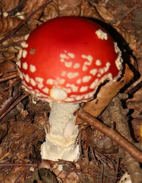 fliegenpilz-amanita-muscaria-l-fr-lamarck-1783-15042.jpeg