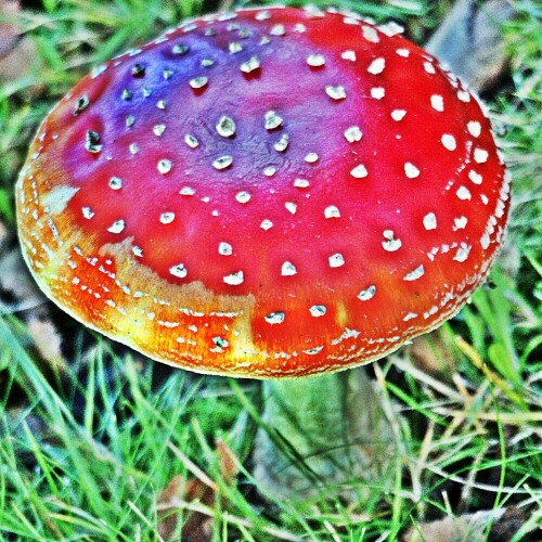 fliegenpilz-amanita-muscaria-l-fr-lamarck-19699.jpeg