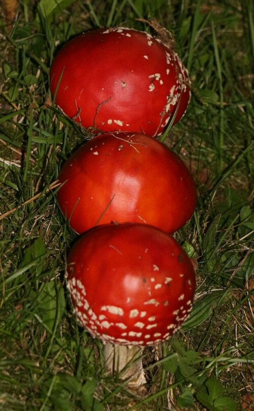 Hier eine kleine Reihe von Fliegenpilzen in einer Wiese
https://de.wikipedia.org/wiki/Fliegenpilz

Aufnameort: Eiershausen Gemeindewiese
Kamera: Canon EOS 700D