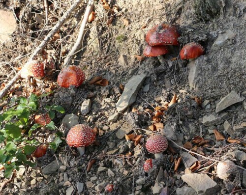 fliegenpilze-in-gruppe-amanita-15101.jpeg