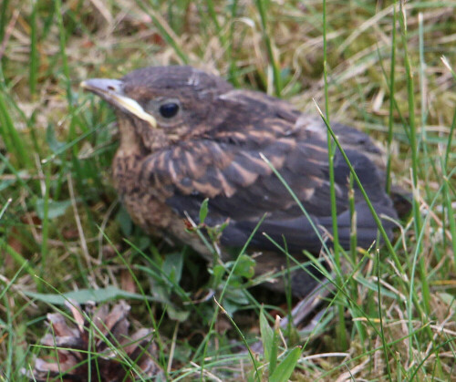 flugge-gewordenes-amseljunges-turdus-merula-l-1758-14055.jpeg