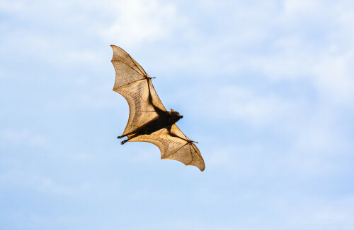 Flying Fox in der australischen Stadt Cairns

Aufnameort: Cairns, Australien
Kamera: EOS 5D Mark III