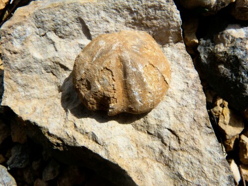 Seeigel wie diesen, Ammonite und Muscheln kann man in den
Kalk-Cevennen an jeder Ecke finden, wenn man die Augen
dafür hat. Sie sehen z. T. noch wunderschön aus.

Aufnameort: Cevennen/Südfrankreich
Kamera: Lumix FZ 48