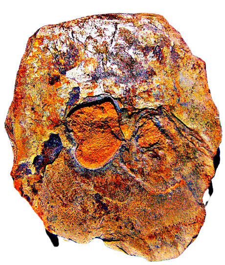 fossilisierter-abschnitt-eines-29768.png