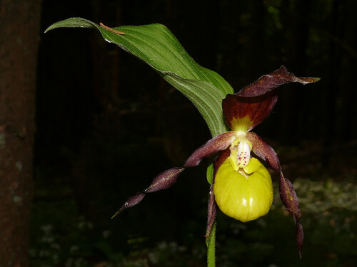 An einigen Standorten in der Fränkischen Schweiz blüht Ende Mai der Frauenschuh, eine sehr dekorative und hochgradig gefährdete heimische Orchidee.

Aufnameort: Fränkische Schweiz Oberfranken
Kamera: Panasonic Lumix FZ 50