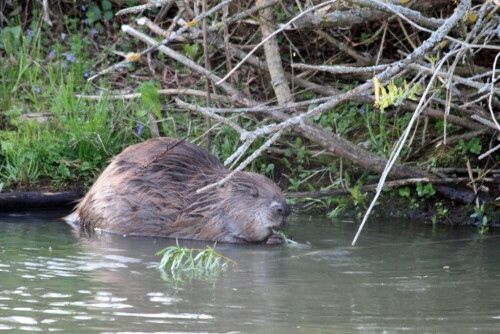 

Aufnameort: Vogelinsel bei Muhr in Mittelfranken
Kamera: Canon EOS400D + Canon EF 70-300 USM IS