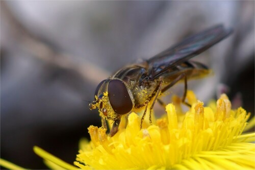 Schwebefliege auf Huflattich. Endlich sieht man wieder Insekten. 


Aufnameort: Berzdorfer See, Sachsen
Kamera: Sony SLT A77 V