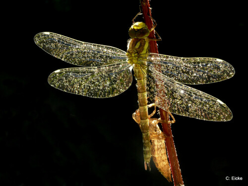 eine frisch geschlüpfte Libelle am Gartenteich

Aufnameort: Heinersreuth  bei Bayreuth
Kamera: Panasonic Lumix FZ 50