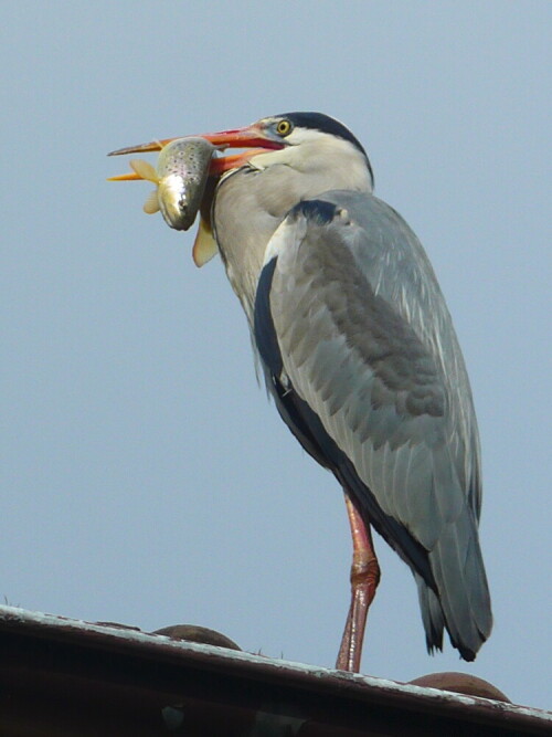 Ich war auf dem Weg in die Stadt und ging den Fußweg entlang des Stadtgrabens, es raschelte auf einmal hinter einem Busch und dann sah ich den Kormoran, den Fisch im Schnabel, er flog auf das nächste Dach und stand da eine Weile...ich hab flugs meine kleine Digitalkamera aus er Tasche geholt und ihn mit dem Himmelblau im Hintergrund festgehalten..die Kormorane werden hier immer wieder heftig diskutiert...

Aufnameort: Fußweg entlang des Stadtgrabens vom Bahnhof Richtung Altstadt
Kamera: Lumix DMC-LF1