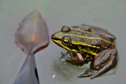 

Aufnameort: Seleger Moor, Schweiz
Kamera: Nikon D5000