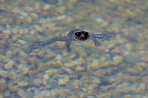 frosch-mit-sonnenbrille-17556.jpeg