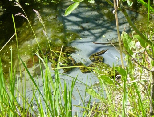 frosche-im-teich-806.jpeg