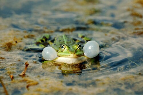 Für dieses Foto musste ich eine dreiviertelstunde unbeweglich vor
dem Frosch sitzen - die kleinste Bewegung hätte ihn verschreckt.

Aber dafür habe ich als er endlich sein Konzert begann einige solcher Bilder machen können.

Aufnameort: Botanischer Garten Würzburg
Kamera: Nikon D50