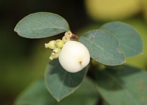 Jene Früchte werden gelegentlich auch von Kindern wie Jugendlichen als natürliche Knallerbsen genutzt.
https://de.wikipedia.org/wiki/Schneebeeren

Aufnameort: Eiershausen Garten
Kamera: Canon EOS 700D