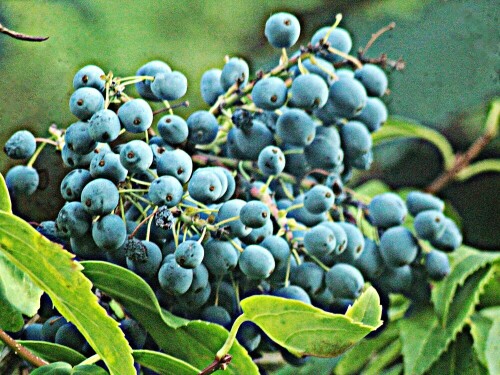 Mahonien gehören zur den Berberitzengewächsen(Berberidaceae):
https://de.wikipedia.org/wiki/Mahonien

Aufnameort: Eiershausen Straßenböschung
Kamera: Canon EOS 1300D