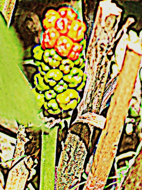 fruchtender-gefleckter-aronstab-arum-maculatum-l-29091.jpeg