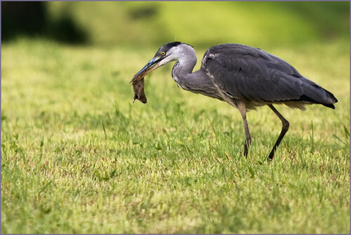 fruher-vogel-fangt-den-471.jpeg