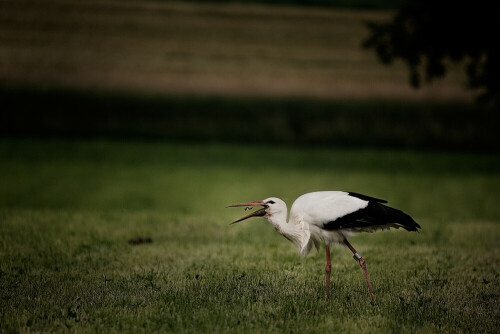 Aus dem Auto heraus mit einem Sigma 50 - 500 mm auf die Scheibe aufgelegt.

Aufnameort: Reussniederung (Schweiz)
Kamera: Canon Mark II N