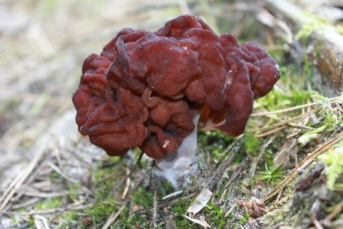 Die Frühjahrslorchel sieht zwar sehr schön aus - aber leider nur für den Fotografen. Der Pilz ist tödlich giftig und kann schon mal mit essbaren Morcheln verwechselt werden.

Aufnameort: Kelheim und nähere Umgebung
Kamera: Canon EOS 60 D