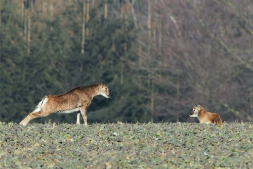 Das wilde Mufflonschaf macht es vor... Dehnungsübungen machen munter. Das Jungtier schaut allerdings recht unbeeindruckt zu.

Aufnameort: Umgebung von Cunnewalde
Kamera: Canon Eos 7d, 400 mm