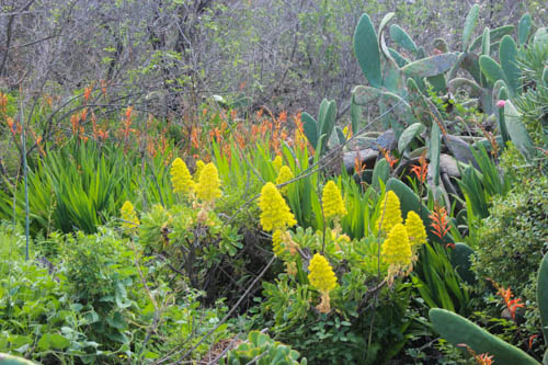 Gelbes Kanaren-Aeonium, orangefarbene Chasmanten und Feigenopuntien

Aufnameort: La Palma, Las Tricias
Kamera: Canon Eos 600D