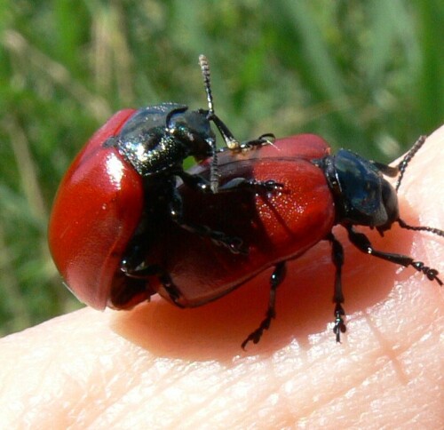 Liebe?

Aufnameort: Linuer Teiche
Kamera: Panasonic Lumix DMC-FZ 30