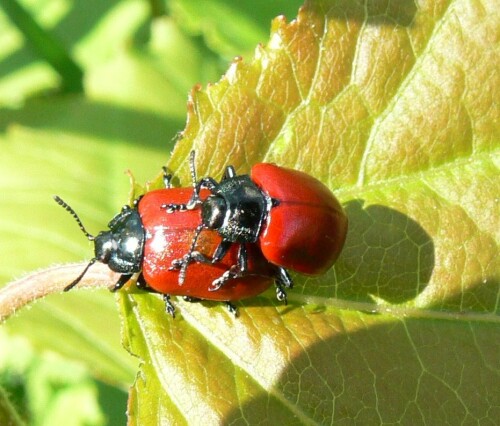 Frühlingsgefühle

Aufnameort: Linumer Teiche
Kamera: Panasonic Lumix DMC-FZ 30