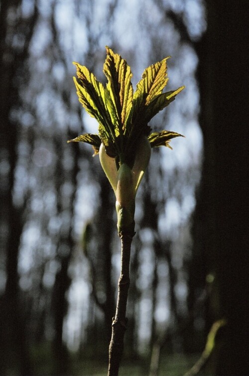 

Aufnameort: Ostfildern
Kamera: Nikon F80