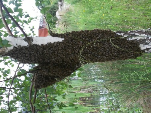 Am letzten Maitag fiel mein Blick auf dem Nachhauseweg zufällig auf die kleine Birke, deren Stamm auf einmal zu leben schien und so entdeckte ich diesen Bienenschwarm, der sich gerade sammelte und wohl bald ein neues Heim beziehen würde. Es war für mich sehr faszinierend wie nahe ich herangehen konnte (eine Armlänge) ohne das die Bienen reagiert hätten und ich hatte auch gar keine Angst, dass sie mich attackieren könnten. Nach der Aufnahme habe ich dann aber doch vorsichtshalber den Rückzug angetreten.

Aufnameort: Dessau, vor dem Gebäude des Umweltbundesamtes
Kamera: leider hatte ich nur ein Handy dabei (LG)