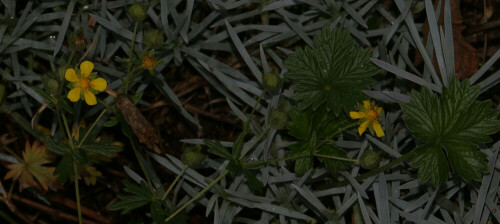 fruhlings-fingerkraut-potentilla-neumanniana-rchb-14931.jpeg