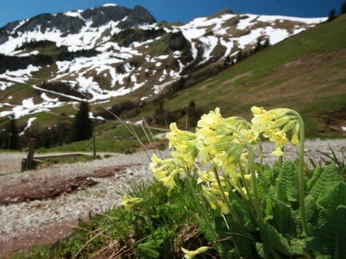 Bei einer Bergwanderung entdeckt.

Aufnameort: Tannheimer Tal - Neunerköpfle
Kamera: Canon 450 D