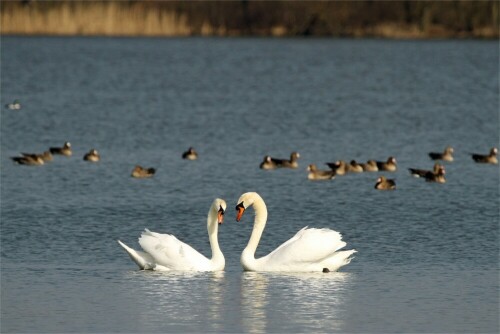 Der Frühling naht mit großen Schritten....
An einem großen Teich fotografiert.

Aufnameort: Oberlausitz Nähe Dauban
Kamera: Canon Eos 7D, 100 - 400 mm Tele