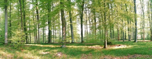 Der offene Buchenwald im 'Wasserfallenhau' zählt in der ersten Mai-Woche zu den schönsten Waldgebieten des Naturparks Schönbuch. Selten kann man Frieden und Stille so intensiv wahrnehmen wie in diesem leuchtend grünen Paradies.

Aufnameort: Altdorf, Kreis Böblingen
Kamera: Yashica FX-D, Bj. 1980; Obj. 50 mm