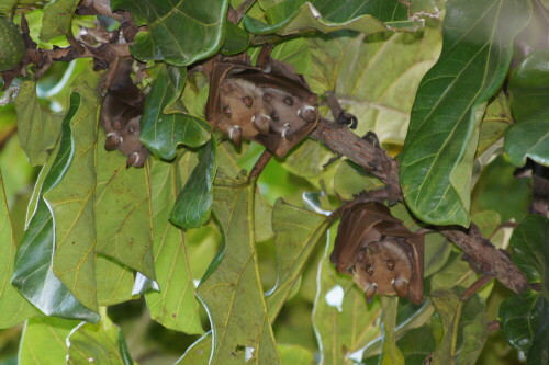 fruit-bats-in-a-ficus-tree-7527.jpeg