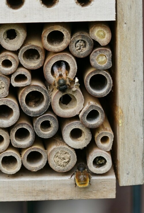 Am Wildbienenhotel im eigenen Garten herrscht reger Betrieb. Einige "Zimmer" sind zum Kummer der neuen Gäste schon besetzt.

Aufnameort: Merheimer Gärten Köln
Kamera: Sony Alpha 7/II