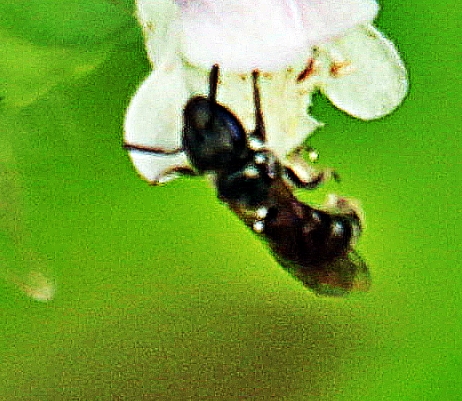 Die Furchenbiene Lasioglossum calceatum ist eine "primitiv" eusozial lebende Art Furchenbiene. Ihre Nester werden sogar oft durch eine Wächterin verteidigt. Im Gebirge mit kurzen Sommern geht jene Art Furchenbiene zur solitären Nistweise(Einzelnest) über.
(Andreas Müller; Albert Krebs; Felix Amiet: Bienen Naturbuch Verlag München1997;S.228-229)

Aufnameort: Eiershausen Garten
Kamera: Canon EOS 1300D