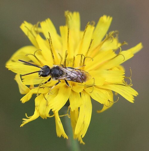 furchenbiene-lasioglossum-leucozonium-schrank-1781-14958.jpeg