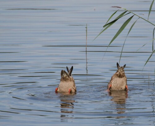 zwei Enten beim Gründeln

Aufnameort: Naturpark Barnim / Karower Teiche
Kamera: Canon Eos 7D MK II