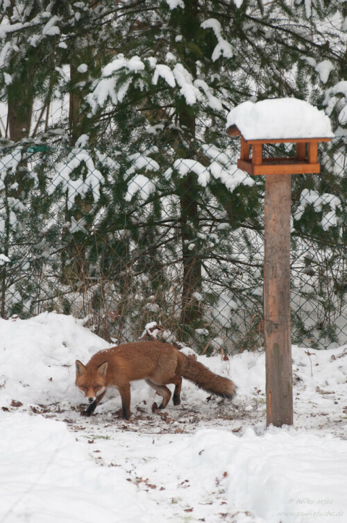 Auch der Fuchs interessiert sich für die Futterstelle der Kleinvögel. Vielleicht kann auch er dort Beute machen, in dem er einen schwachen oder kranken Vogel findet.


