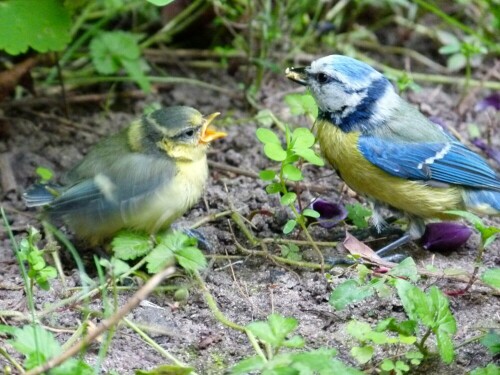 Bei meinen Nachbarn im Nistkasten auf dem Balkon gelang den Blaumeisen in diesem Jahr eine erfolgreiche Aufzucht. Mir gelang der Schnappschuss am ersten Ausflugstag der Küken.

Aufnameort: Dresden-Neustadt, Hausgarten
Kamera: Panasonic - LUMIX FZ 100