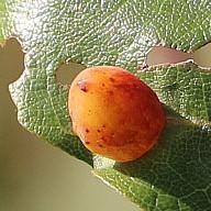 Eine eiförmige Galle auf der Blattoberseite von Buchen
https://www.ecosia.org/images?q=Gallen+der+Buchengallm%C3%BCcke
http://naturstreuner.de/insekten/pflanzengallen/gallen-der-buchengallmuecke

Aufnameort: Eiershausen Waldrand Hirschbergwald
Kamera: Canon EOS 700D