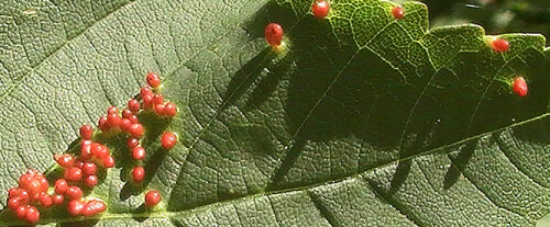 Ausschnitt eines Ahornblattes
http://www.arthropodafotos.de/db_galls.php?lang=deu&sc=0

Aufnameort: Eiershausen Hirschbergwald
Kamera: Medion Digitaler Full-HD-Camcorder mit Touchscreen Medion Life