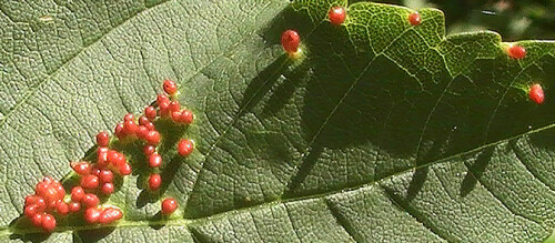 Im Herbst können auch auf Blättern von Bäumen wie z. B. Ahorn Pflanzengallen unterschiedlicher Erreger bzw. Verursacher gefunden werden.
http://www.arthropods.de/arachnida/acari/eriophyidae/aceriaMacrorrhynchaMacrorrhyncha01.htm

Aufnameort: Eiershausen Garten
Kamera: Medion Digitaler Full-HD-Camcorder mit Touchscreen