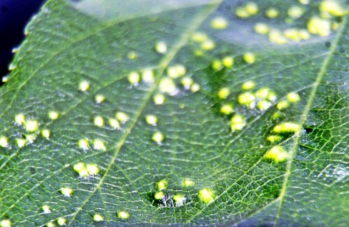 Eine Art Gallmilbe, die ihre Eier nur auf Blätter von Elsbeeren ablegt.
http://www.naturespot.org.uk/species/eriophyes-torminalis
https://de.wikipedia.org/wiki/Elsbeere

Aufnameort: Eiershausen Garten
Kamera: Canon EOS 1300D