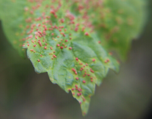 Gallen einer Gallmilbenart (Aceria cephalonea) auf einem Bergahornblatt(Acer pseudoplatanus(L.))
https://www.ecosia.org/images?q=Gallen+einer+Gallmilbe+(Aceria+cephalonea)

Aufnameort: Eiershausen Parkplatz Friedhof Eiershausen
Kamera: Canon EOS 700D